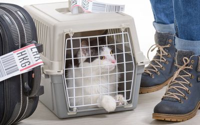 Kisállat szállítása repülőn